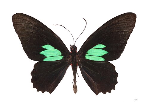 فراشة قلب الثور ذات البقعة الزمردية، Parides sesostris، تخلق لونها الأخضر الرائع باستخدام البلورات الضوئية.