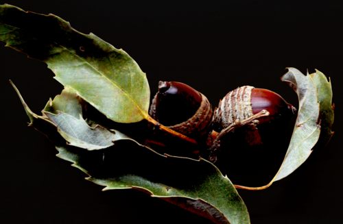 أوراق وثمار بلوط Quercus stenophylloides