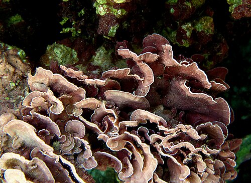 Mesophyllum sp.
