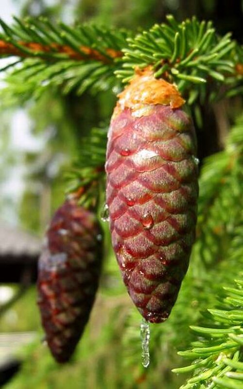مخروط غير ناضج من شجرة التنوب النرويجي (Picea abies)، بدون نتوء.