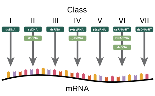 رسم بياني يوضح كيف يعتمد تصنيف بالتيمور على الحمض النووي (DNA) أو الحمض النووي الريبي (RNA) للفيروس وطريقة تخليق الحمض النووي الريبي الرسول (mRNA).