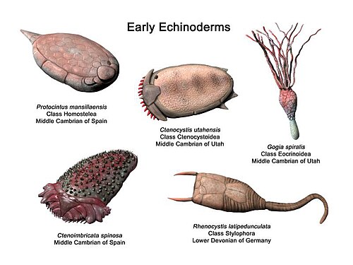 شوكيات الجلد المبكرة: Ctenoimbricata، Ctenocystis، Gogia، Protocinctus و Rhenocystis
