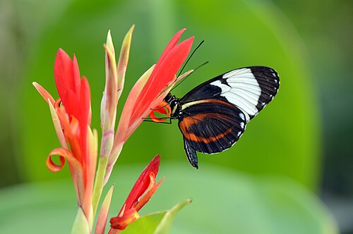 Heliconius cydno على Zingiberales