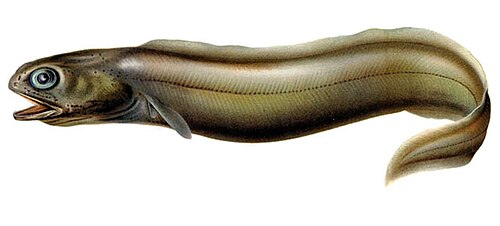 رانيسيبس كولوكونجر (Colocongridae)