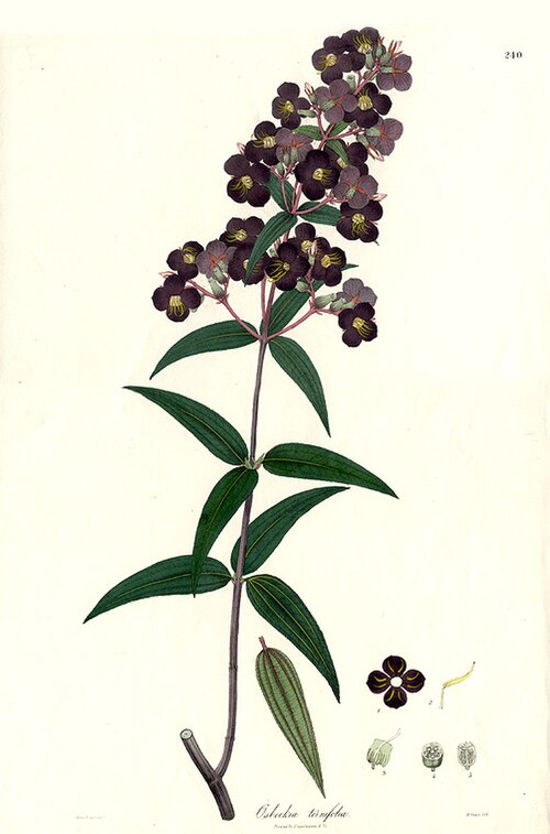 رسم توضيحي للفنان الأصلي من أوسبيكيا، لكتاب ناثانيال واليتش Plantae Asiaticae Rariores، الذي نُشر عام 1832