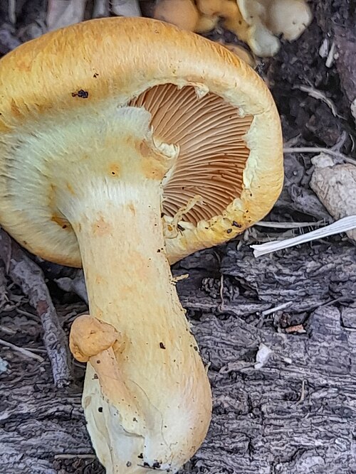 الحجاب الجزئي الغشائي لـ Gymnopilus junonius