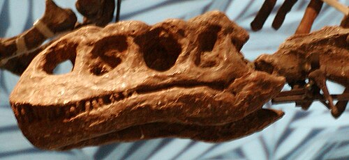 جمجمة Lufengosaurus magnus.