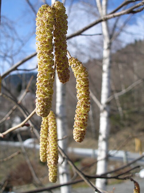 أزهار البندق الذكرية الناضجة (Corylus avellana)