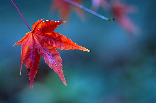 ورقة نبات القيقب الياباني (Acer palmatum) في الخريف