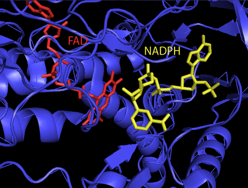 بنية المجموعات الاصطناعية لـ ThxR FAD و NADPH البشرية