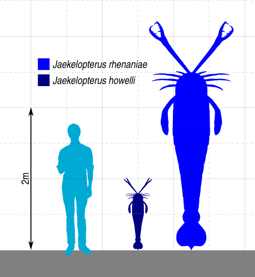 مخطط حجم نوعي Jaekelopterus