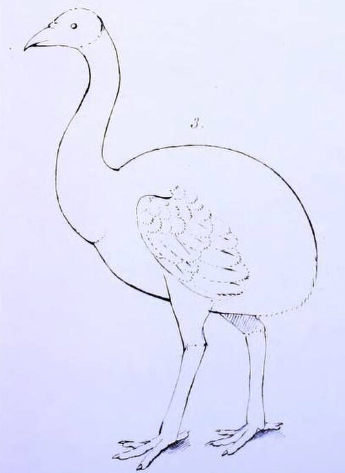 رسم بسيط