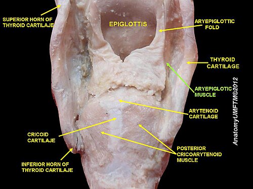 Aryepiglotic muscle