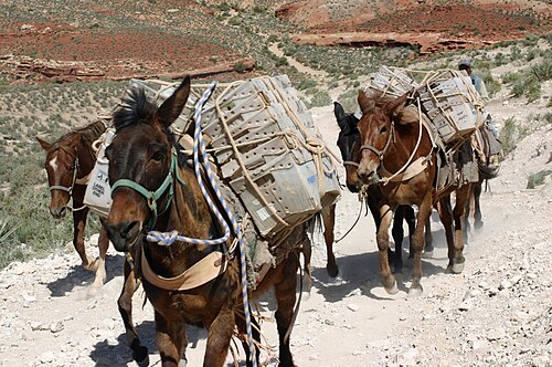 قافلة بغال من سوباي تحمل صناديق خدمة البريد الأمريكية
