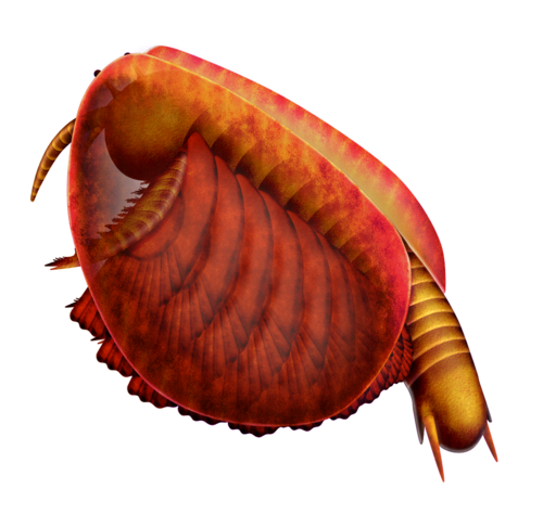 إعادة إحياء نبات Canadaspis laevigata
