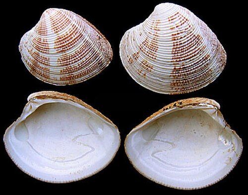 Chamelea striatula
