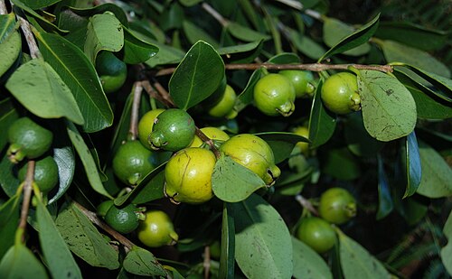 جوافة الكرز ذات الثمار الصفراء (تسمى أحيانًا جوافة الليمون) Psidium littorale var. littorale