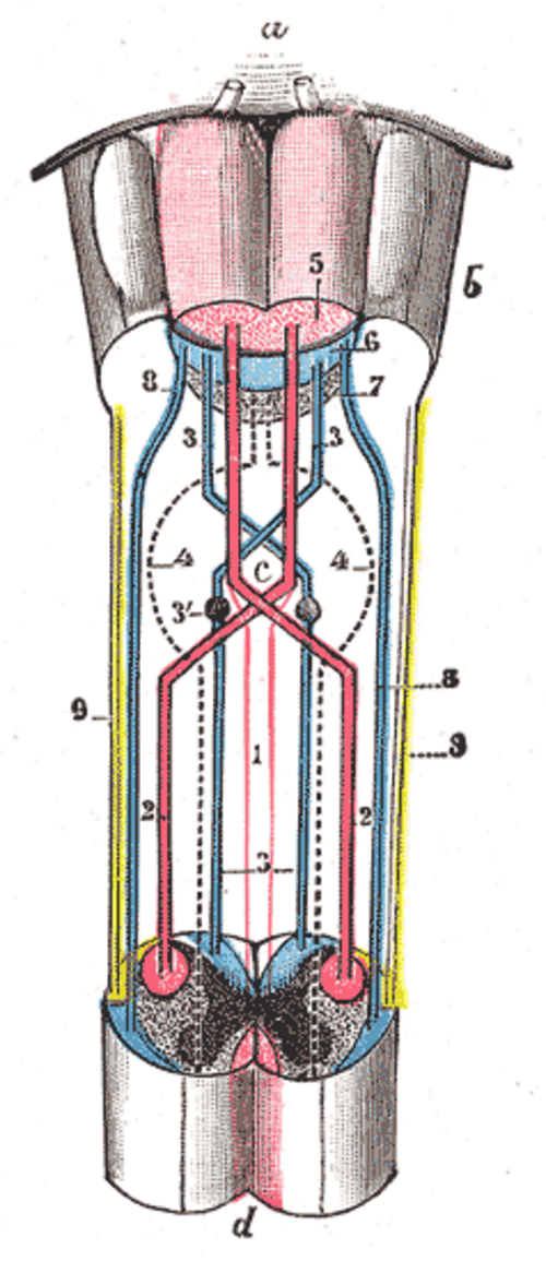 مناقشة الأهرامات.