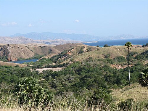 جزيرة رينكا