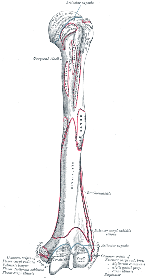 عظم العضد الأيسر. منظر أمامي.