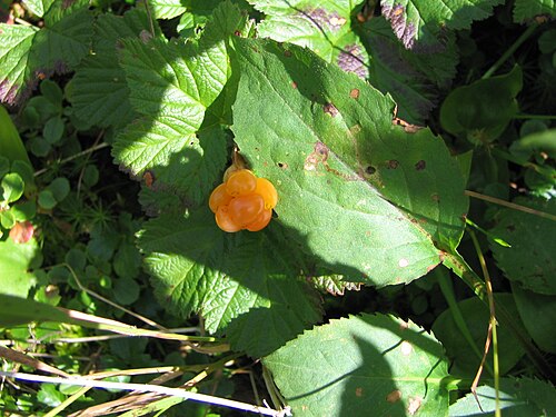 Rubus chamaemorus Linné. — رونس بيتي مورييه. — Mûres blanches، Blackbières، Plaquebières، Chicoutés. - (كلودبيري).