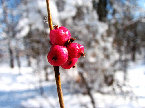 ثمار Symphoricarpos orbiculatus في فصل الشتاء