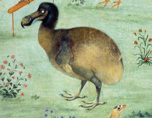 صورة لطائر الدودو الحي حوالي عام 1625