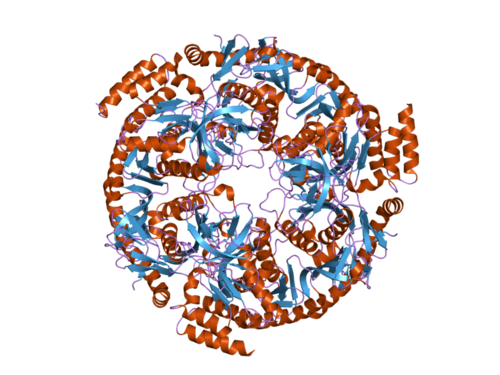 يُعدّ الإكسوسوم الحمض النووي الريبي (RNA) قفصًا جزيئيًا حيويًا يتمتع بنشاط نوكليازي يحفز تحلل جزيئات الحمض النووي الريبي. يظهر في الصورة الإكسوسوم الحمض النووي الريبي كاملًا، بهيكله البروتيني الحلزوني وحجرة مركزية يحدث فيها تحلل الحمض النووي الريبي.