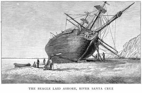 كلب البيغل الذي تم إنزاله على ضفاف نهر سانتا كروز في الأرجنتين، رسمه كونراد مارتنز (1834)، ونقشه توماس لاندسير (1838).