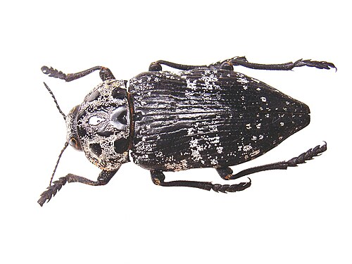 كابنوديس كاريوزا (Chrysochroinae)