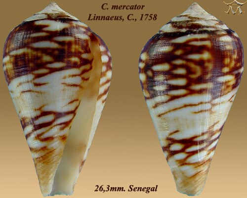 كونوس مركاتور لينيوس، سي، 1758