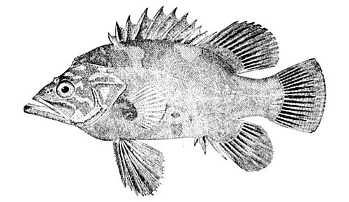 سمكة حطام الأطلسي (Polyprion americanus)