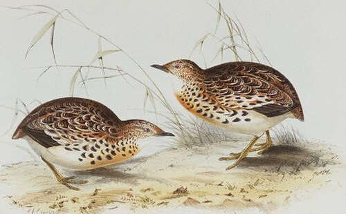 طائر السمان الصغير (Turnix sylvatica)