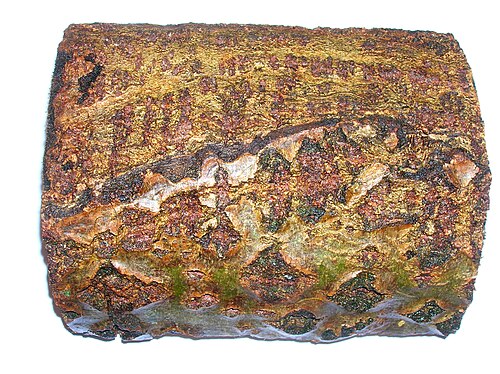 لحاء شجرة الألدر (Alnus glutinosa) مع عدسات مميزة وعدسات غير طبيعية على المناطق المتصلبة.