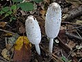 شاب C. comatus