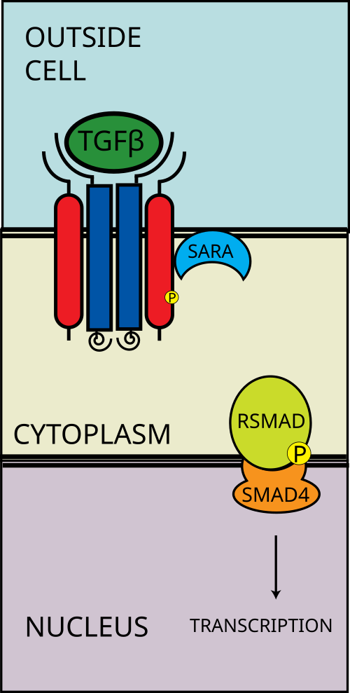 يدخل مركب R-SMAD-coSMAD إلى النواة