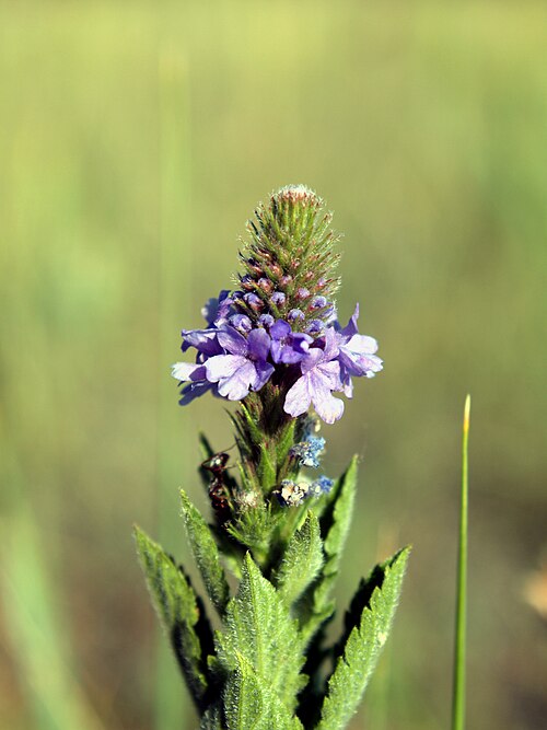 نبات الفربين الرمادي (V. stricta)