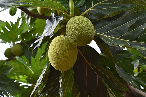 أرتوكاربوس ألتيليس