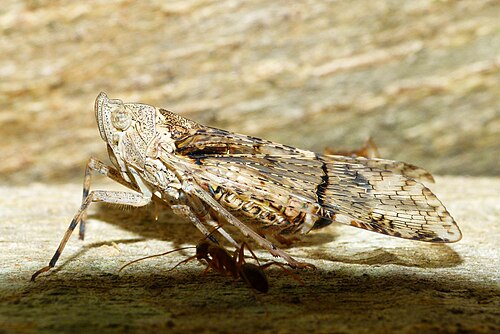 Dichoptera hyalinata (الهند)