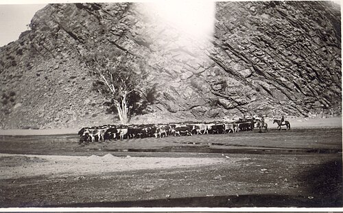 الماشية في إميلي غاب، 1938 - 1948