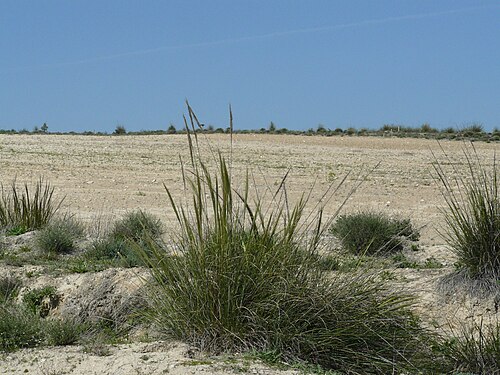 في الموطن