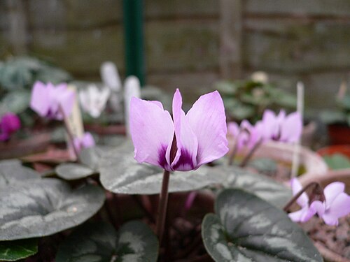 C. elegans