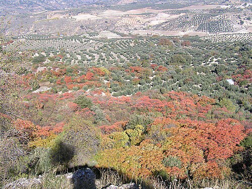 نبات R. coriaria المزروع مع أشجار الزيتون في إسبانيا