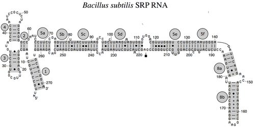 الحمض النووي الريبوزي SRP البكتيري (6S RNA) من بكتيريا Bacillus subtilis