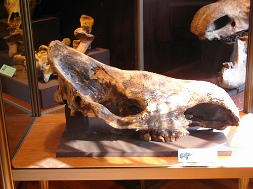 جمجمة وحيد القرن الصوفي (Coelodonta antiquitatis) من صربيا