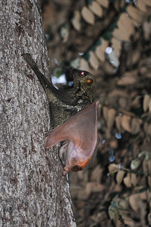 سمكة الكولوجو في شجرة (Cynocephalus variegatus)
