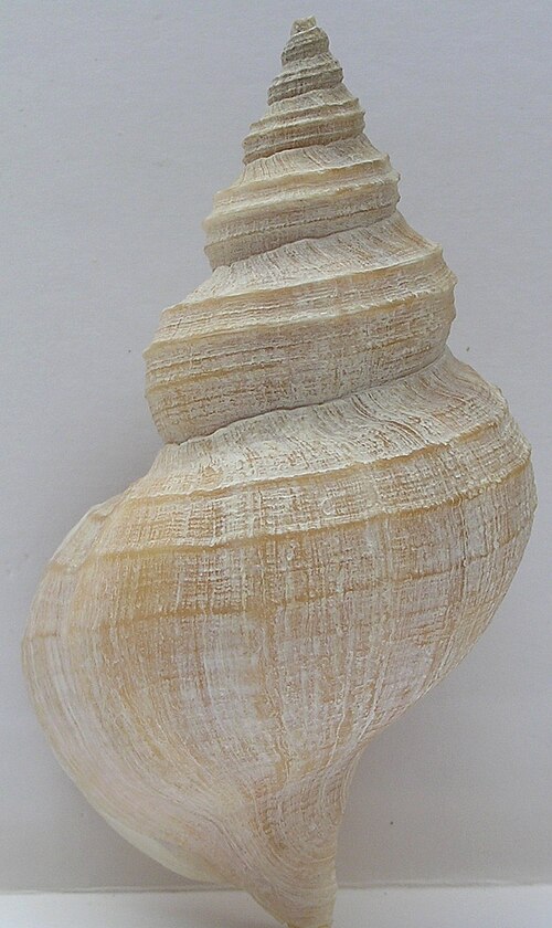 نبتونيا ديسبكتا (ظهري)
