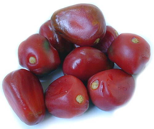 بذور نبات S. eriopus