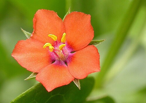 أعطت زهرة "أناغاليس أرفينسيس" (Anagallis arvensis)، وهي زهرة أرجوانية قرمزية، اسمها لرواية مغامرات شهيرة صدرت عام 1905 وسلسلة من الأفلام.