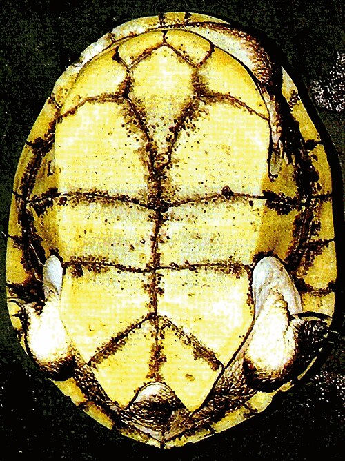 منظر بطني لـ Chelodina canni